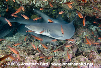 White Tip Reef  Shark [Triaenodon obesus]