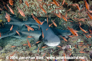 White Tip Reef  Shark [Triaenodon obesus]