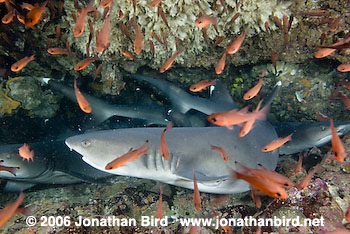 White Tip Reef  Shark [Triaenodon obesus]