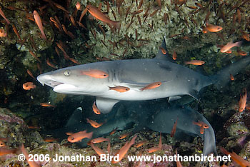 White Tip Reef  Shark [Triaenodon obesus]