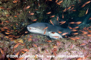 White Tip Reef  Shark [Triaenodon obesus]