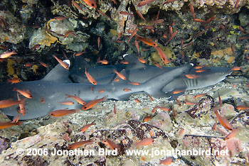 White Tip Reef  Shark [Triaenodon obesus]