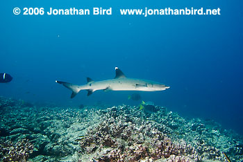 White Tip Reef  Shark [Triaenodon obesus]