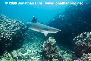 White Tip Reef  Shark [Triaenodon obesus]