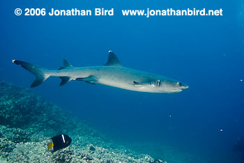 White Tip Reef  Shark [Triaenodon obesus]