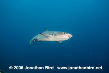 White Tip Reef  Shark [Triaenodon obesus]