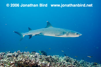 White Tip Reef  Shark [Triaenodon obesus]