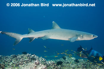 White Tip Reef  Shark [Triaenodon obesus]