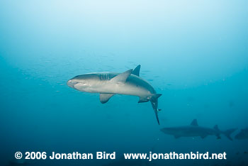 White Tip Reef  Shark [Triaenodon obesus]