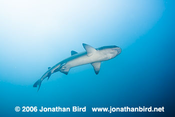 White Tip Reef  Shark [Triaenodon obesus]