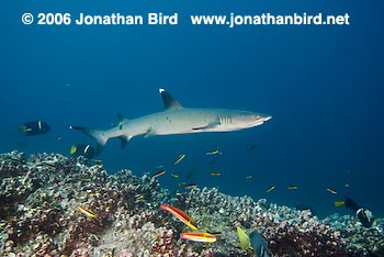 White Tip Reef  Shark [Triaenodon obesus]