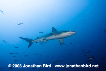 Galapagos Shark [Carcharhinus galapagensis]