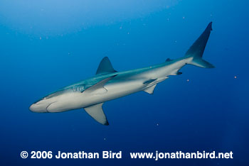 Galapagos Shark [Carcharhinus galapagensis]