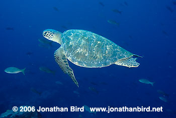 Black Sea turtle [Chelonia agassizi]