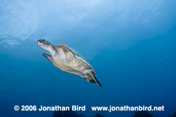 Black Sea turtle [Chelonia agassizi]