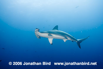 Scalloped Hammerhead Shark [Sphyrna lewini]