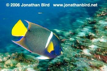 King Angelfish [Holacanthus passer]