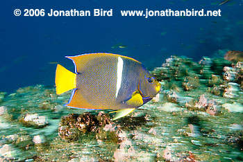 King Angelfish [Holacanthus passer]