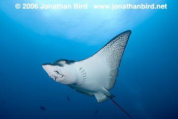 Spotted Eagle Ray [Aetobatus narinari]