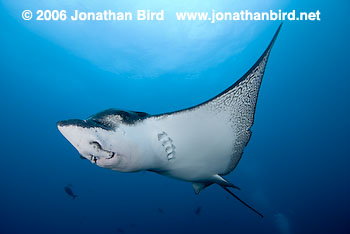 Spotted Eagle Ray [Aetobatus narinari]