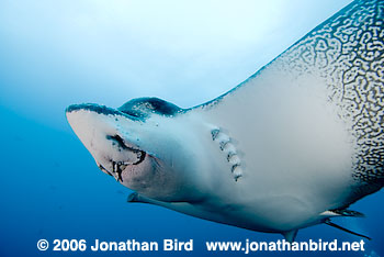 Spotted Eagle Ray [Aetobatus narinari]