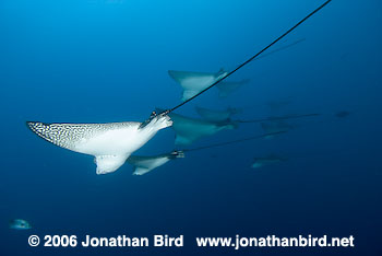 Spotted Eagle Ray [Aetobatus narinari]