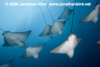 Spotted Eagle Ray [Aetobatus narinari]