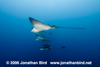 Spotted Eagle Ray [Aetobatus narinari]