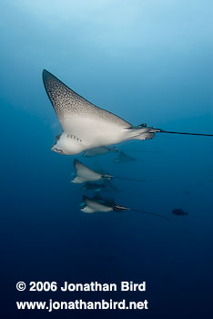 Spotted Eagle Ray [Aetobatus narinari]