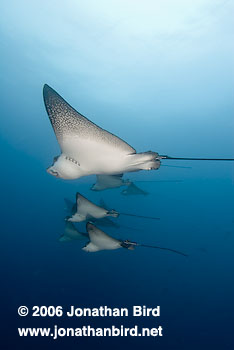 Spotted Eagle Ray [Aetobatus narinari]