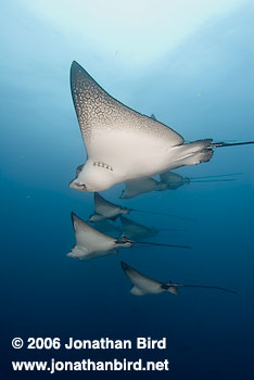 Spotted Eagle Ray [Aetobatus narinari]