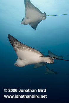 Spotted Eagle Ray [Aetobatus narinari]