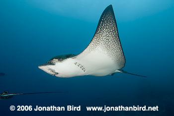 Spotted Eagle Ray [Aetobatus narinari]