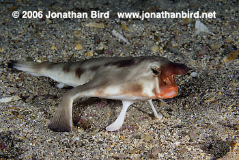 Red Lip Batfish [Ogcocephalus darwini]