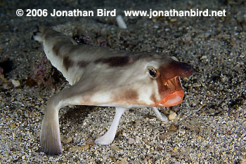 Red Lip Batfish [Ogcocephalus darwini]