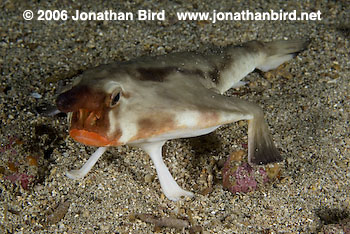 Red Lip Batfish [Ogcocephalus darwini]