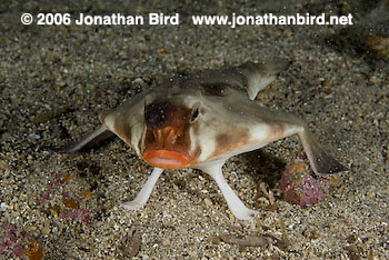 Red Lip Batfish [Ogcocephalus darwini]