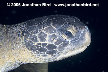 Black Sea turtle [Chelonia agassizi]