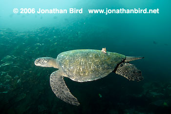 Black Sea turtle [Chelonia agassizi]