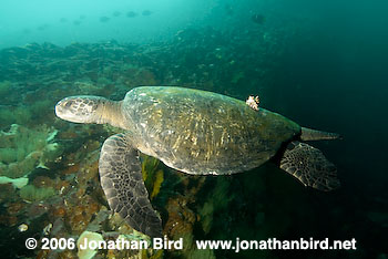 Black Sea turtle [Chelonia agassizi]