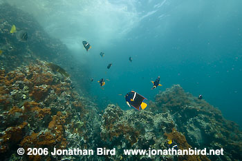 King Angelfish [Holacanthus passer]