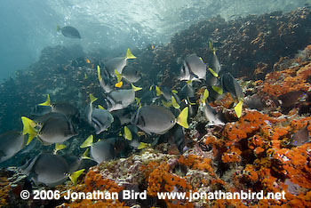 Yellowtailed Surgeonfish [Prionurus laticlavius]