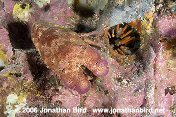 Galapagos Slipper Lobster [--]