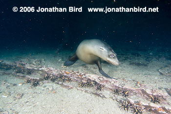 Galapagos Sea lion [zalophus californianus wollebaeki]