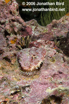 Pacific Spotted Scorpionfish [Scorpaena mystes]