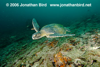 Black Sea turtle [Chelonia agassizi]