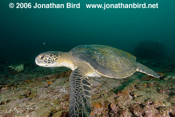 Black Sea turtle [Chelonia agassizi]