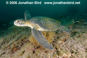 Black Sea turtle [Chelonia agassizi]