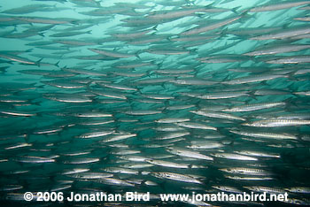 Pelican Barracuda [Sphyraena idiastes]