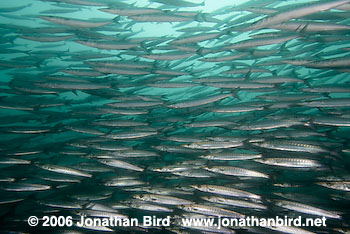 Pelican Barracuda [Sphyraena idiastes]